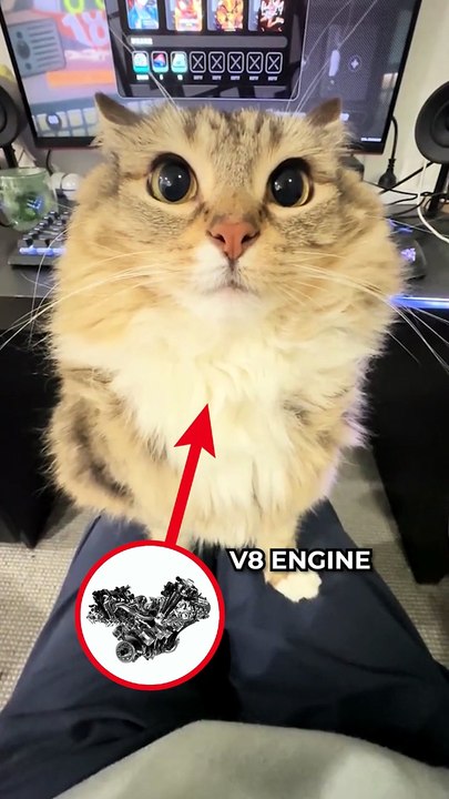 This-Cats-Purr-Sounds-Like-a-Real-Engine