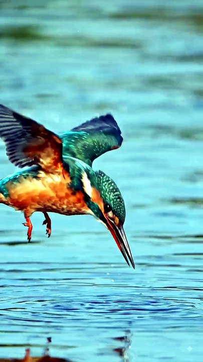 King fisher catch fish 🐠