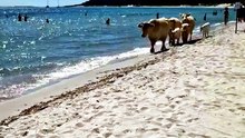 Les touristes débarquent sur les plages... enfin presque