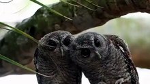 🔥 Adorable Eastern Screech Owls
