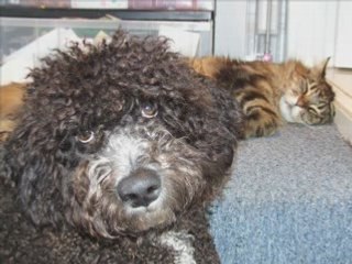 HOW TO SAVE MONEY ON DENTAL BILLS