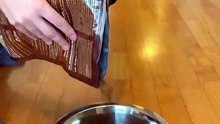 Epic Cat Slide into dinner 😺