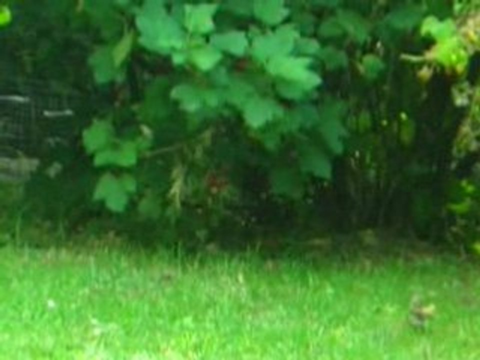 sorties de Mistinguette 1