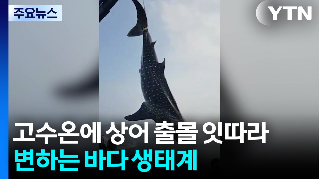 고수온에 상어 출몰 잇따라...변하는 바다 생태계 / YTN