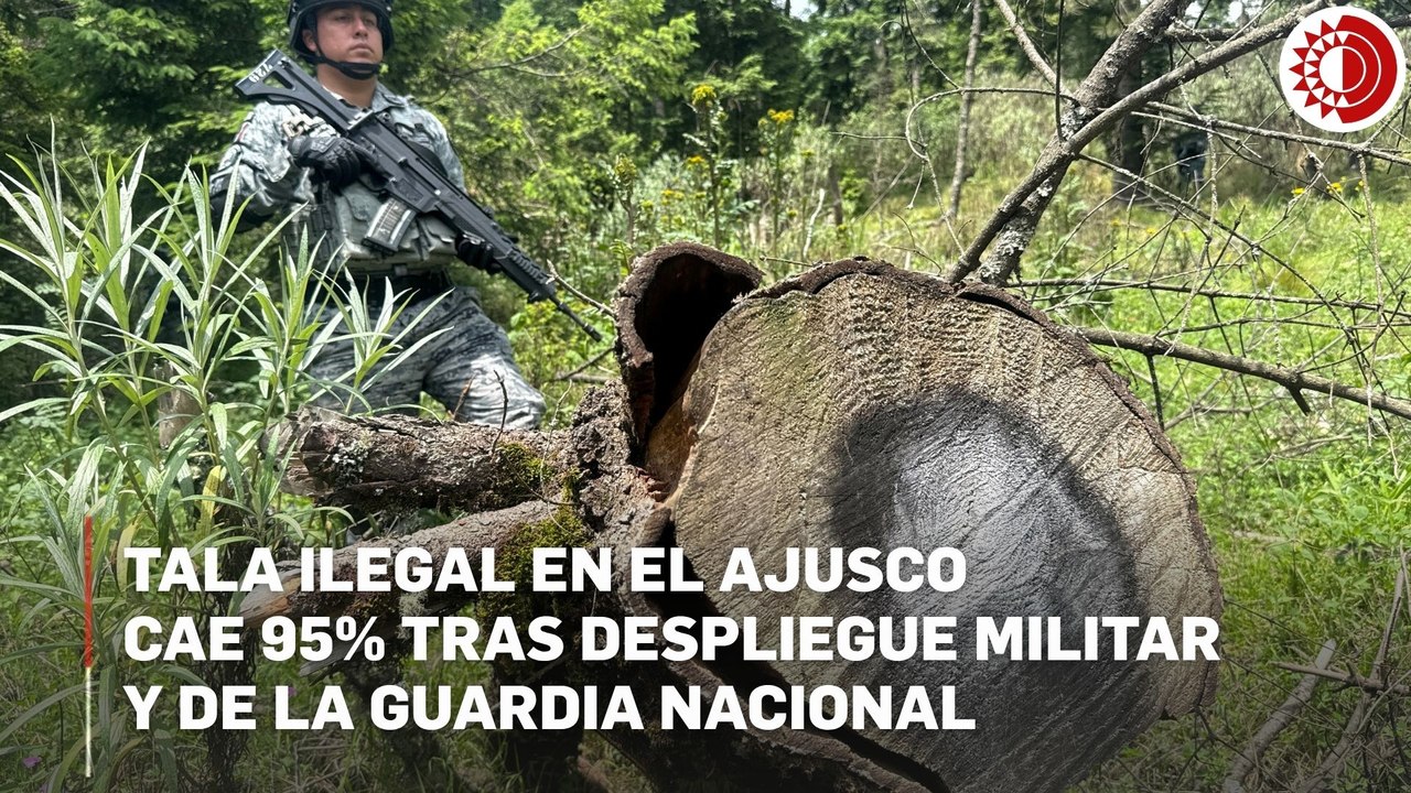 Tala ilegal en el Bosque de Agua cae 95% tras o...