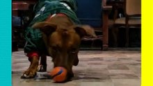 Él es Dobby, el perrito 'portero' que se robó el corazón de os internautas