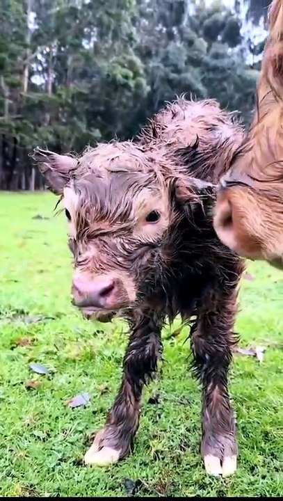 My favorite thing is when animals show humans their babies