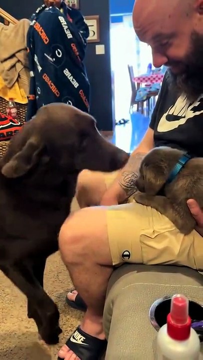 Losing his doggie companion