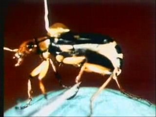 Bombardier Beetle Defies Evolution