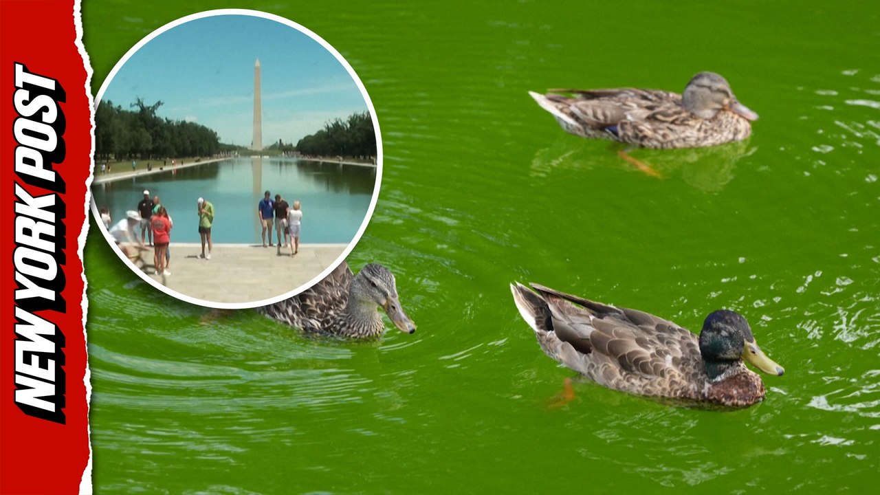 Reflecting pool begins to peel as Trump admin struggles with algae after $14M renovations