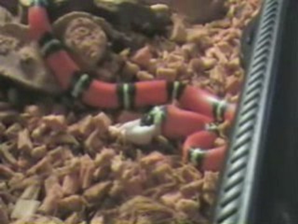 Repas de mon serpent