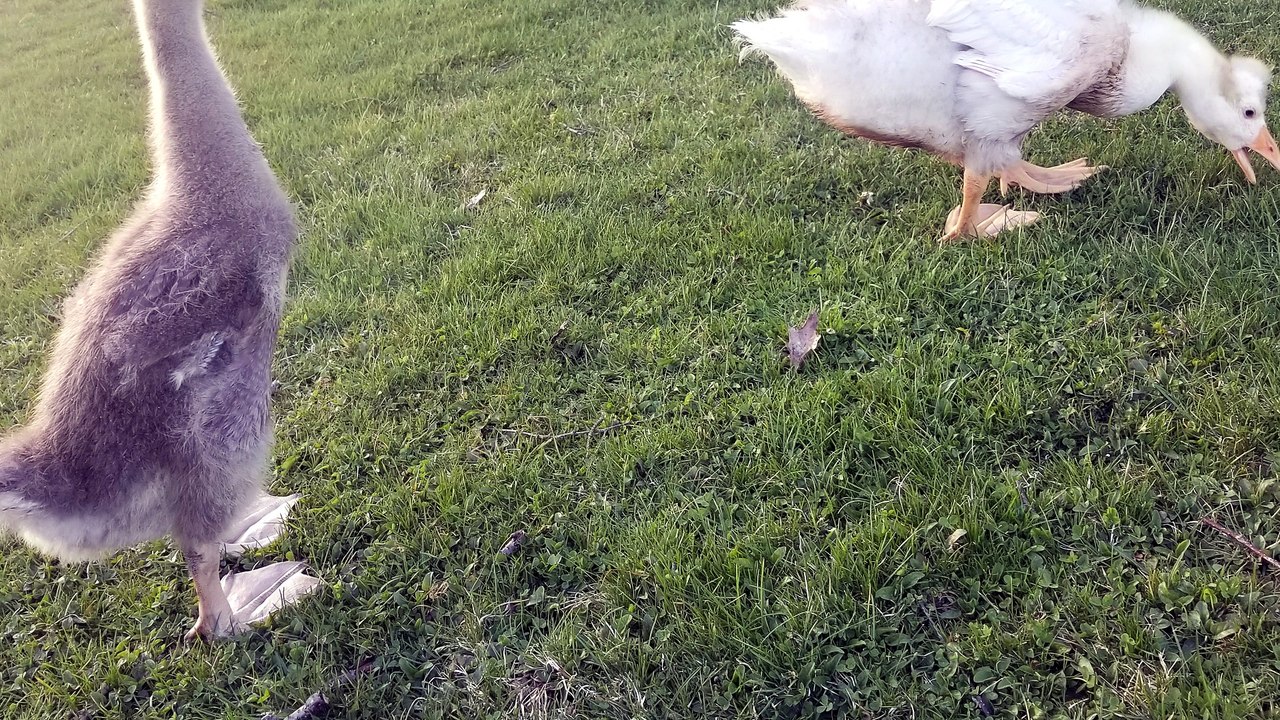 Baby Tooey getting the lay of the land. | #SparklegleamFarm #Lemongrab #Tooey #homestead #geese #farmanimals #soft #cute