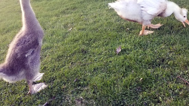 Baby Tooey getting the lay of the land. | #SparklegleamFarm #Lemongrab #Tooey #homestead #geese #farmanimals #soft #cute