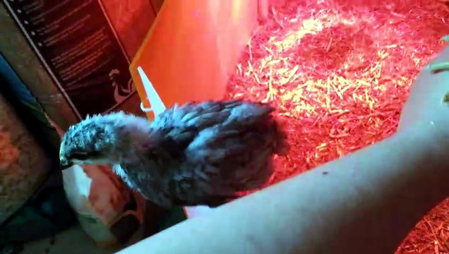 The chicks came to say hello. | #SparklegleamFarm #Chicken #homestead #farmanimals #cute
