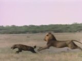 NATIONAL GEOGRAPHIC Lions et hyenes face a face mortel.3