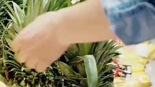 Brown bananas aren't rotten, it's science! Here's a simple trick to make them last longer. #FoodScience #KitchenHacks #BananaFacts #FoodWaste