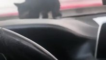 #funny_pets_animals_funny