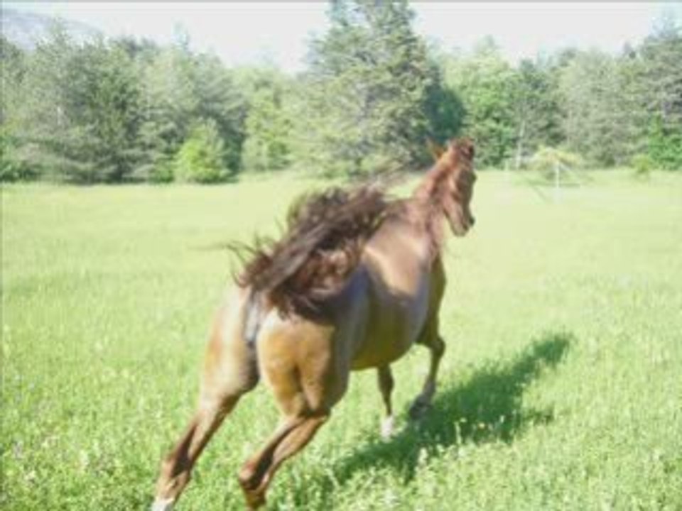 Dipsy grand galop
