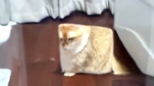 #funny_pets_animals_funny