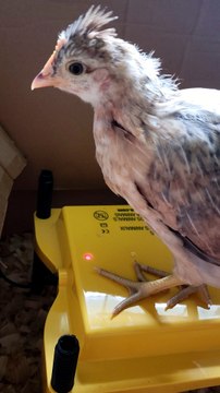 Francisco being glamorous for a moment. | #SparklegleamFarm #Francisco #farm #chicken #farmanimals #soft #cute