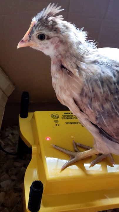 Francisco being glamorous for a moment. | #SparklegleamFarm #Francisco #farm #chicken #farmanimals #soft #cute