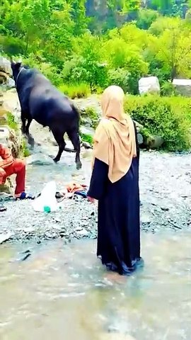 Bull fight funny video 2026 #foryou #trendingshorts #youtubeshorts #comedy #aianimation #usashorts