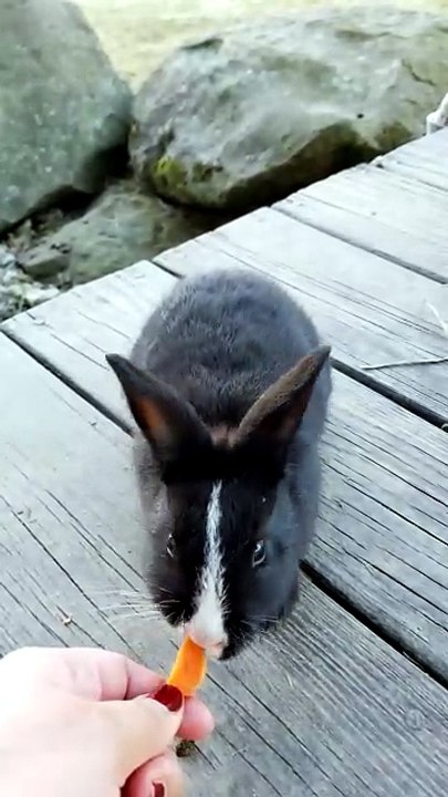 Who would have thought that one void floof could be such a noisy nibbler? | #SparklegleamFarm #Bunny #farm #rabbit #farmanimals #cute