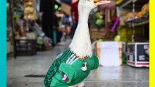 ⚽ ¡Golazo del Pato Merlín! Lo nombran embajador distinguido del Fan Festival en el Zócalo
