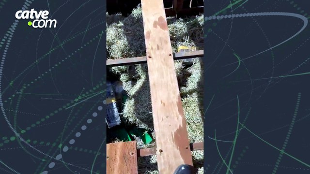 Mais de duas toneladas de maconha são apreendidas em caminhão boiadeiro no Paraná