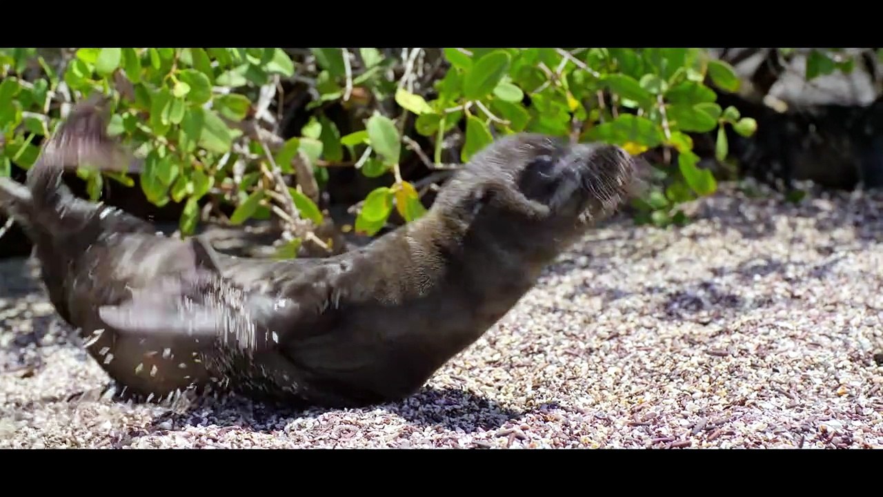 Otaries des Galápagos