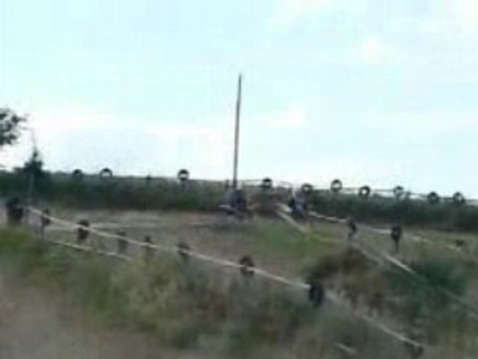 krevette cyril hollshot