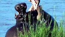 Massive Wild Hippos Fight and Show Giant Jaws in African River Safari