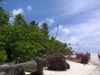 Tetiaroa - l'île aux oiseaux