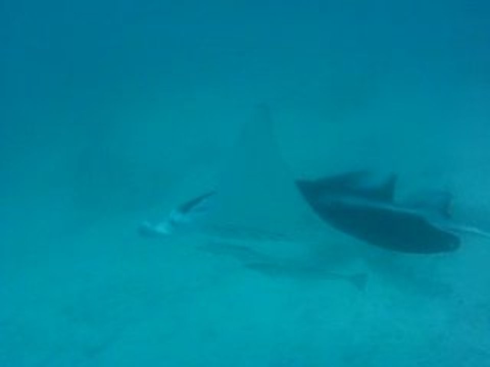 Tikehau - raie manta