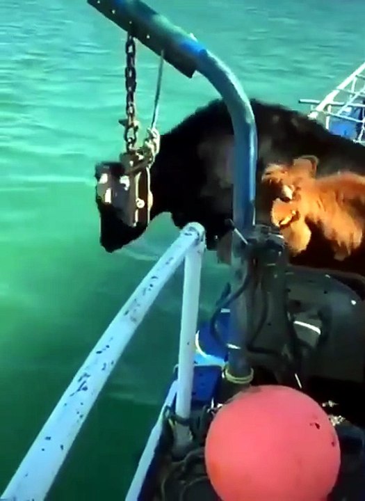 Swimming Cows