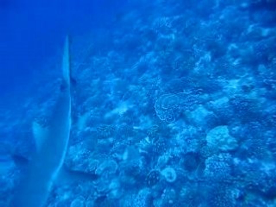 Tikehau - requins de récif