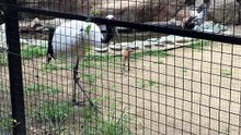 A Pair of Japanese cranes and Their Baby Birds