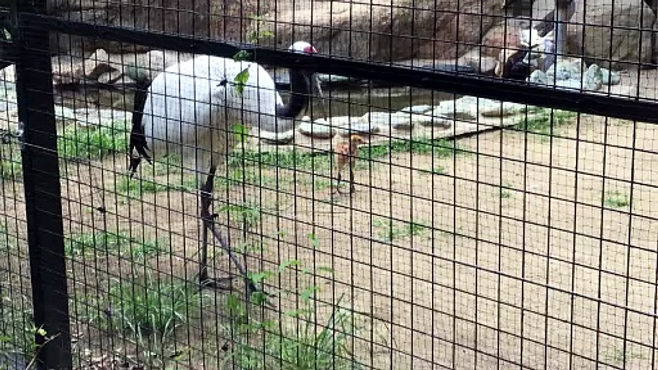 A Pair of Japanese cranes and Their Baby Birds
