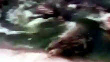 Chicken jumping over alligators