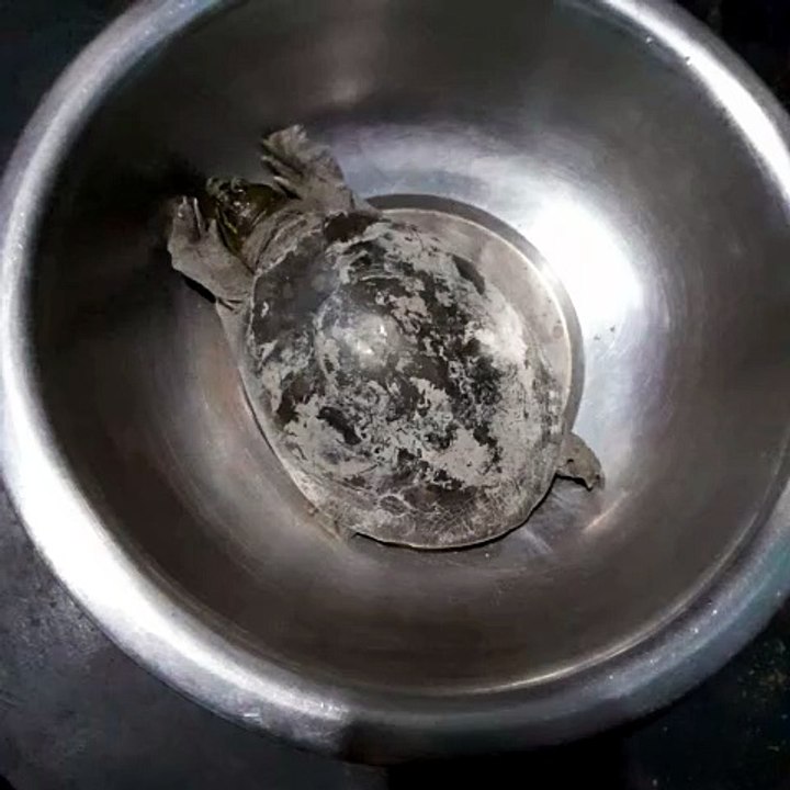 দেশি কচ্ছপ Tortoise
