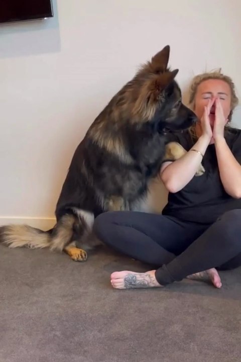 Funniest German Shepherd dog😂😂😂😂😂😂😂😂folowme on daily motion channel