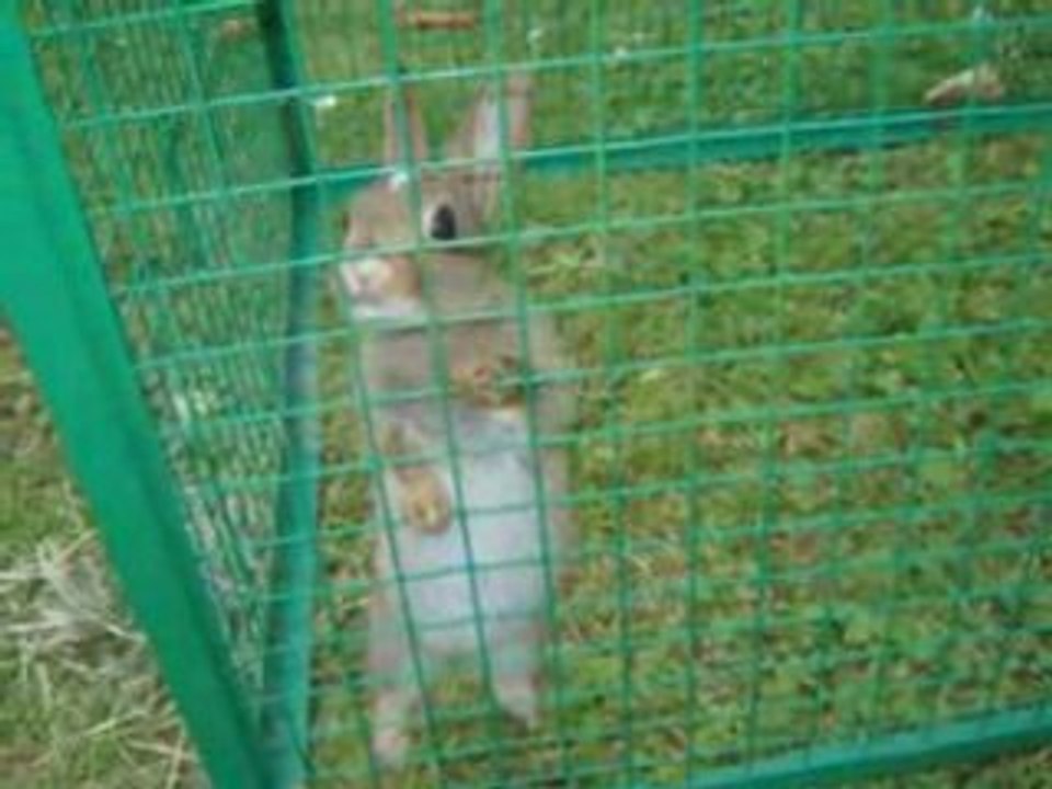 Lapin