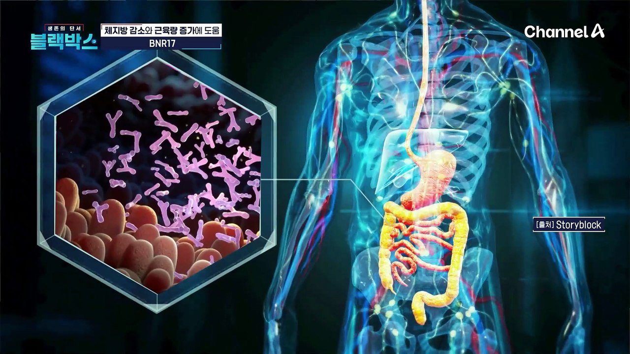 체중 감량만큼 중요한 근육 관리! 체지방 감소와 근육량 증가에 도움되는 BNR17
