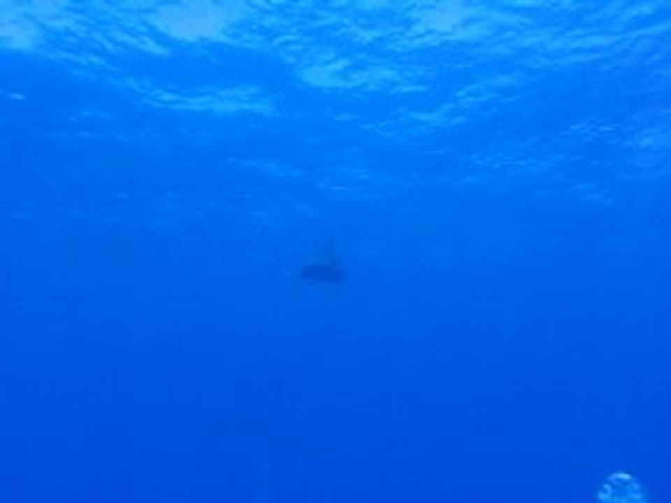 Rangiroa - rencontre avec les dauphins (2)