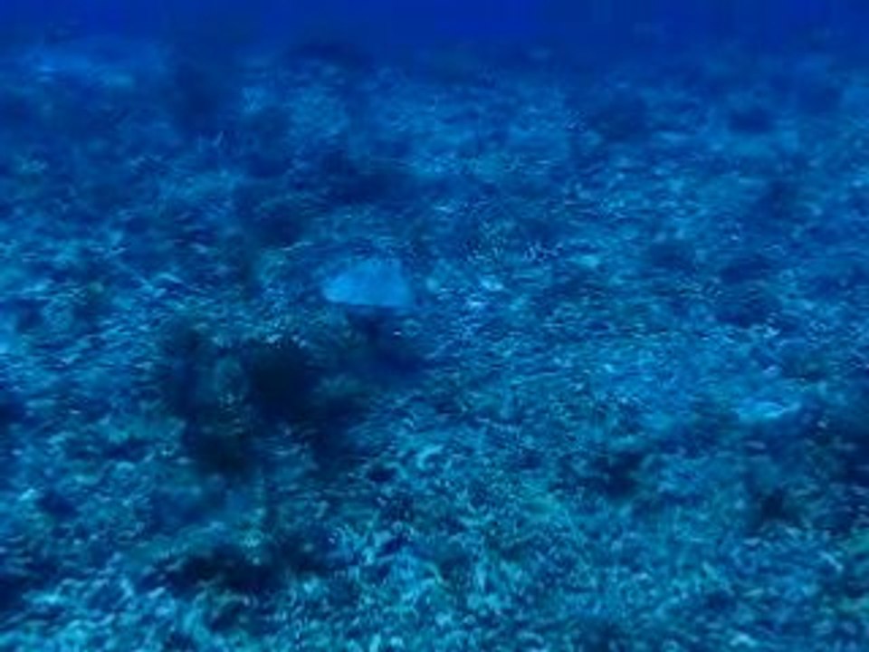 Rangiroa - tortue