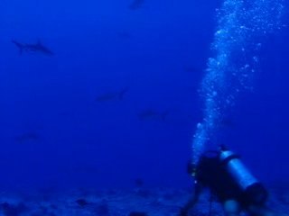 Fakarava - mur de requins