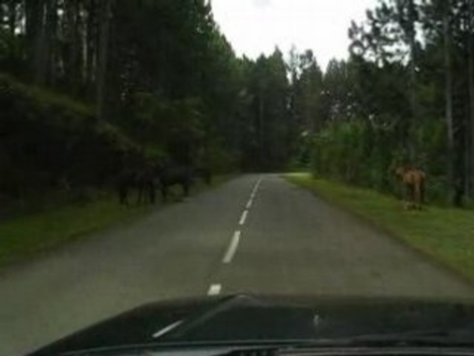 Nuku Hiva - chevaux sauvages