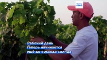 Жара во Франции: на виноградниках меняют график работ из-за высокой температуры воздуха