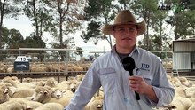 Getting weaning rates higher is top of mind for sheep producers this season