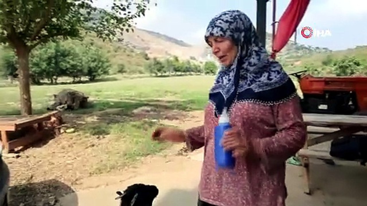 Annesinin reddettiği oğlak, anne sevgisini Hayriye teyzenin yanında buldu